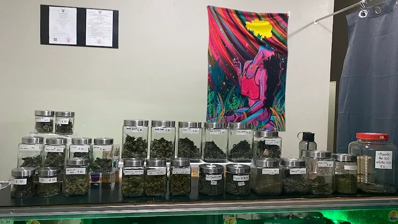 The SUD Hybrid (ST.Cannabis ทุ่งขนาน)