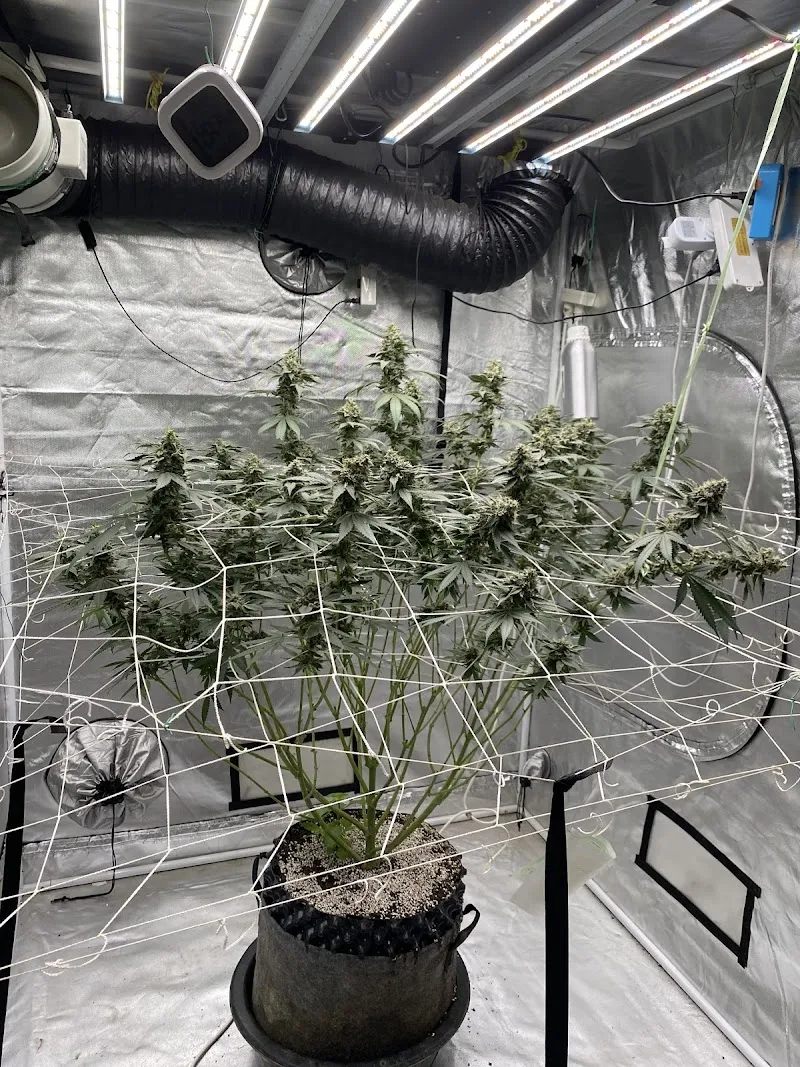 The SUD Hybrid (ST.Cannabis ทุ่งขนาน)
