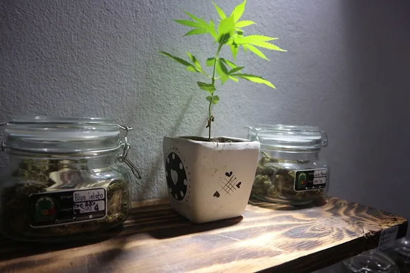 UDD CANNABIS