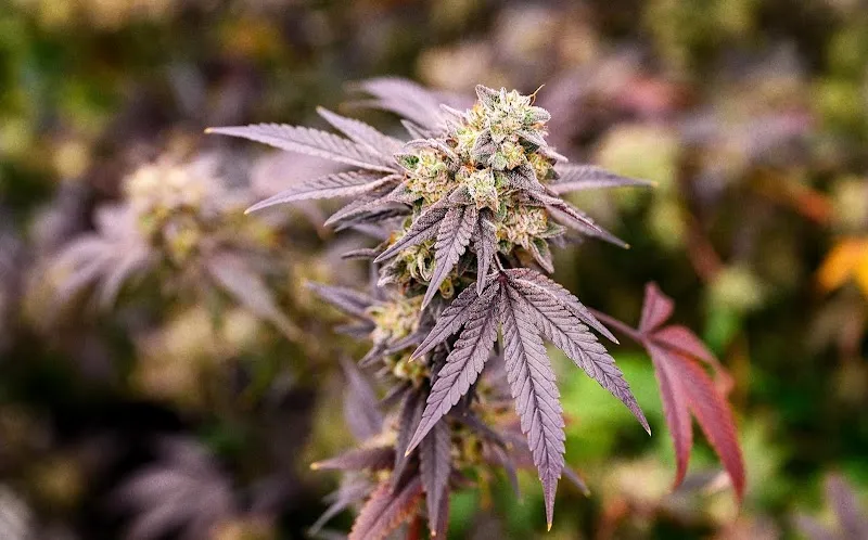 Uplift Station Dispensary (Depot)/ Weed shop
