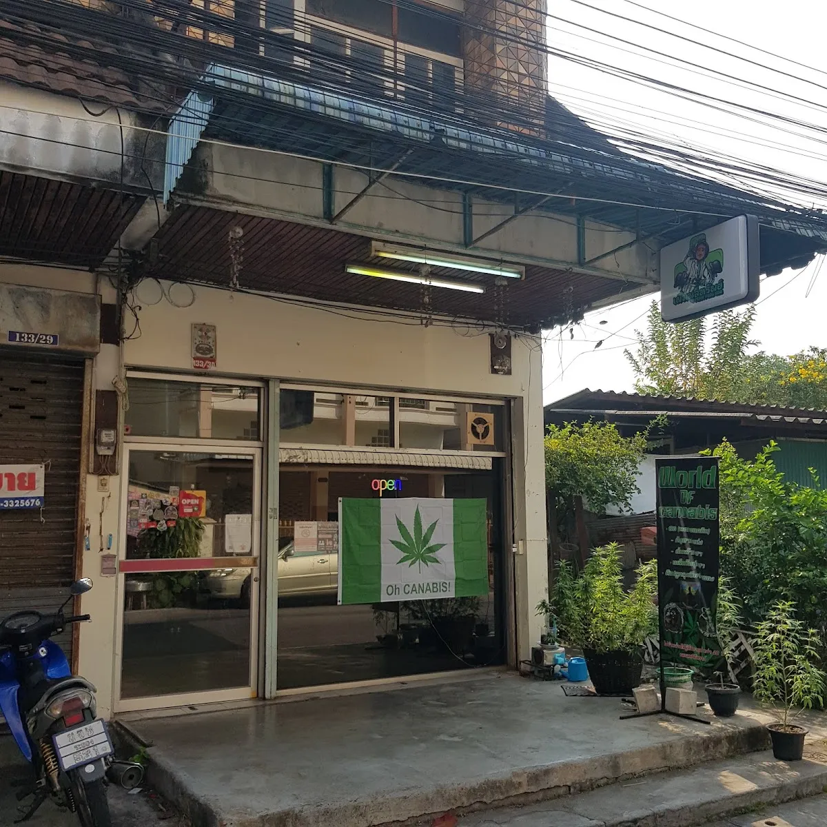 World of Cannabis สายเขียว