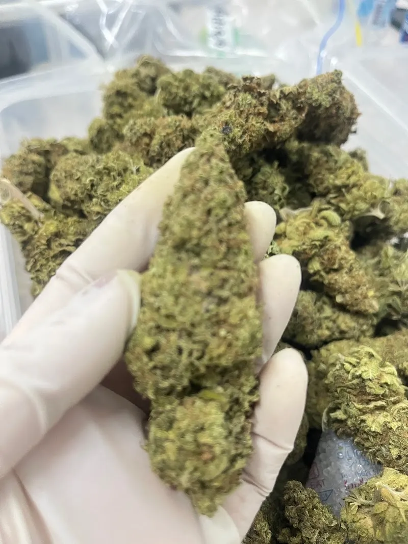 กัญชา มาริ13 ไฮโดรโปนิกส์ฟาร์ม (Mari13 Hydroponic Cannabis Weed)