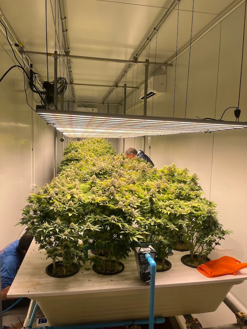 กัญชา มาริ13 ไฮโดรโปนิกส์ฟาร์ม (Mari13 Hydroponic Cannabis Weed)