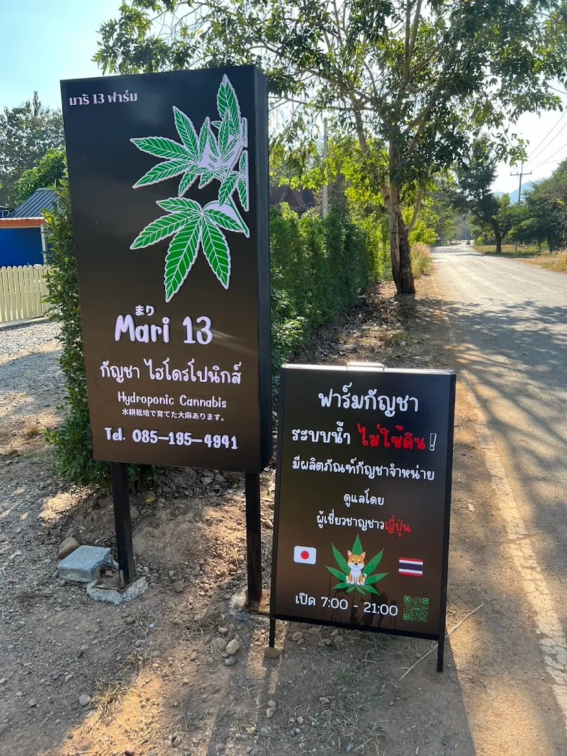 กัญชา มาริ13 ไฮโดรโปนิกส์ฟาร์ม (Mari13 Hydroponic Cannabis Weed)