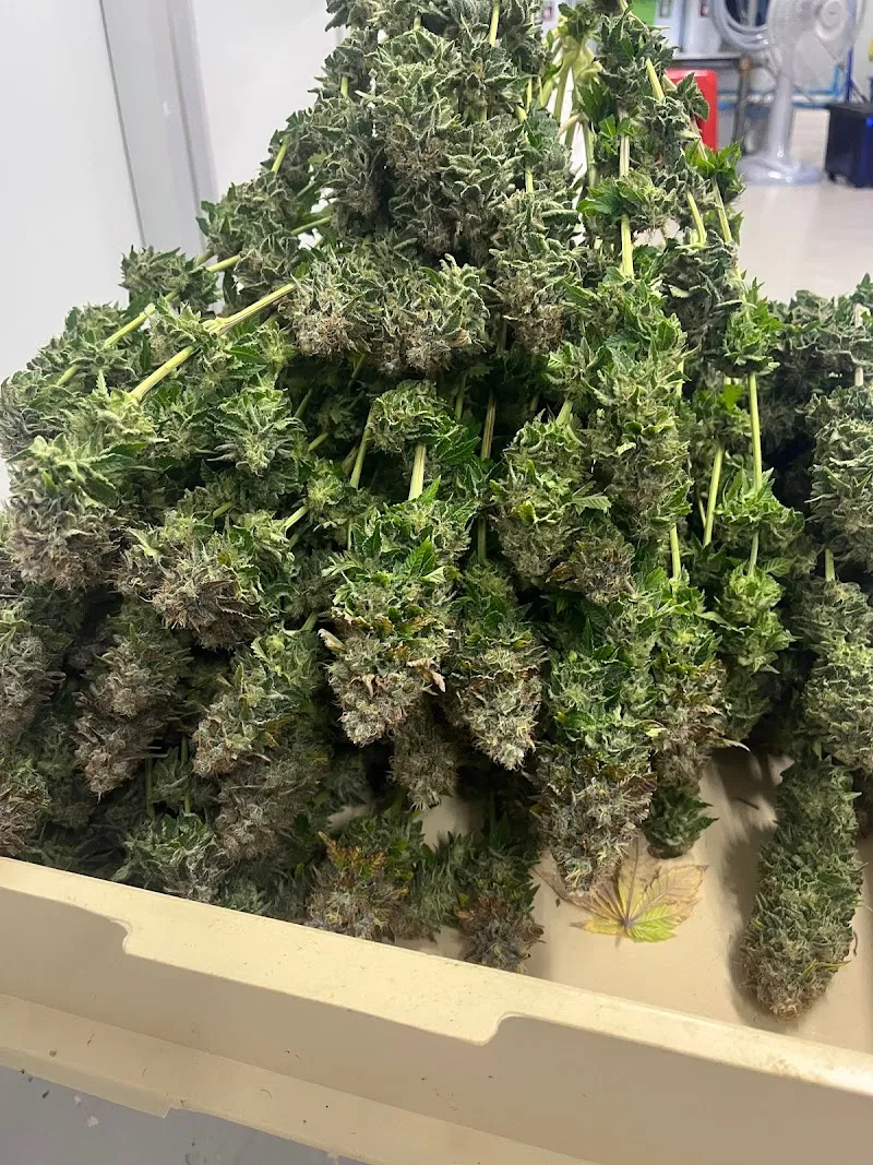 กัญชา มาริ13 ไฮโดรโปนิกส์ฟาร์ม (Mari13 Hydroponic Cannabis Weed)