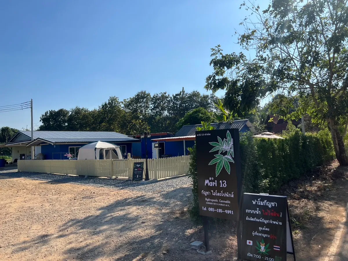 กัญชา มาริ13 ไฮโดรโปนิกส์ฟาร์ม (Mari13 Hydroponic Cannabis Weed)
