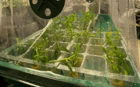 420 Care (โฟร์ทเวนตี้แคร์)