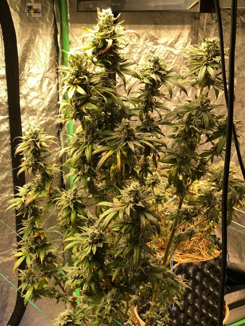 ! 420KHOT!HIGH SHOP สวนหน้าบ้านฟาร์ม