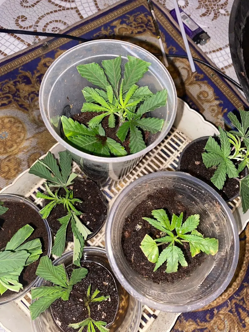 ! 420KHOT!HIGH SHOP สวนหน้าบ้านฟาร์ม