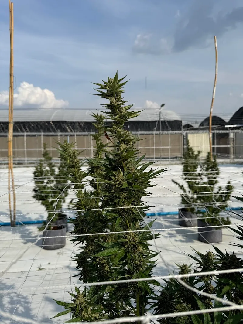 Bienestar Cannabis Farm