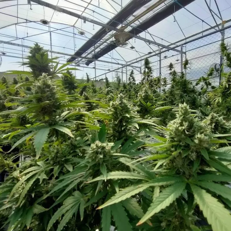 Bienestar Cannabis Farm