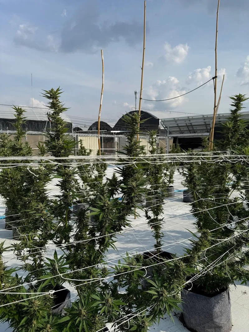 Bienestar Cannabis Farm