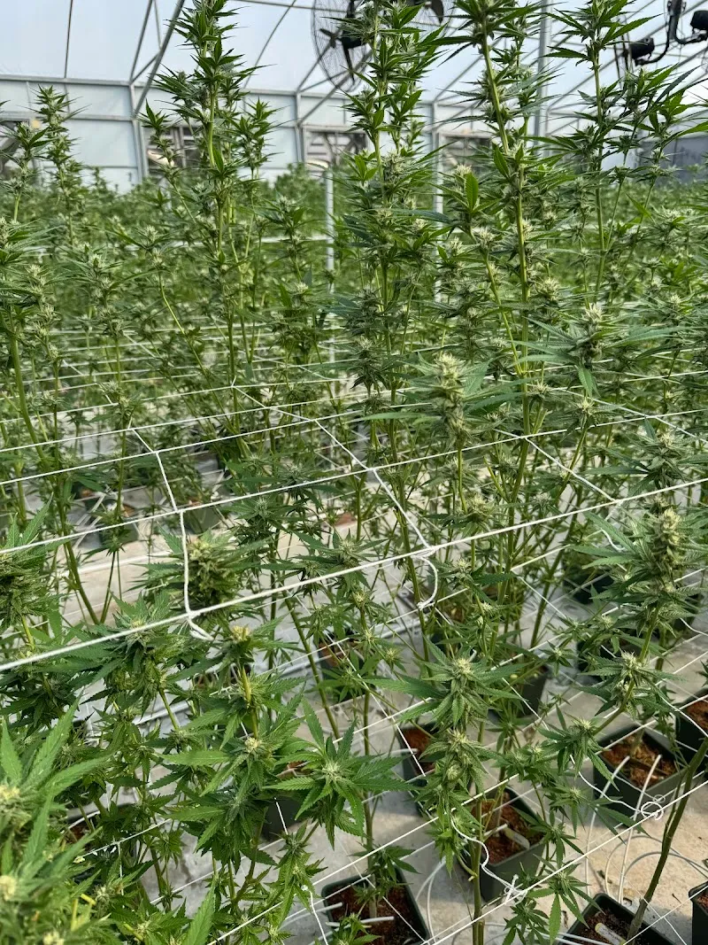 Bienestar Cannabis Farm