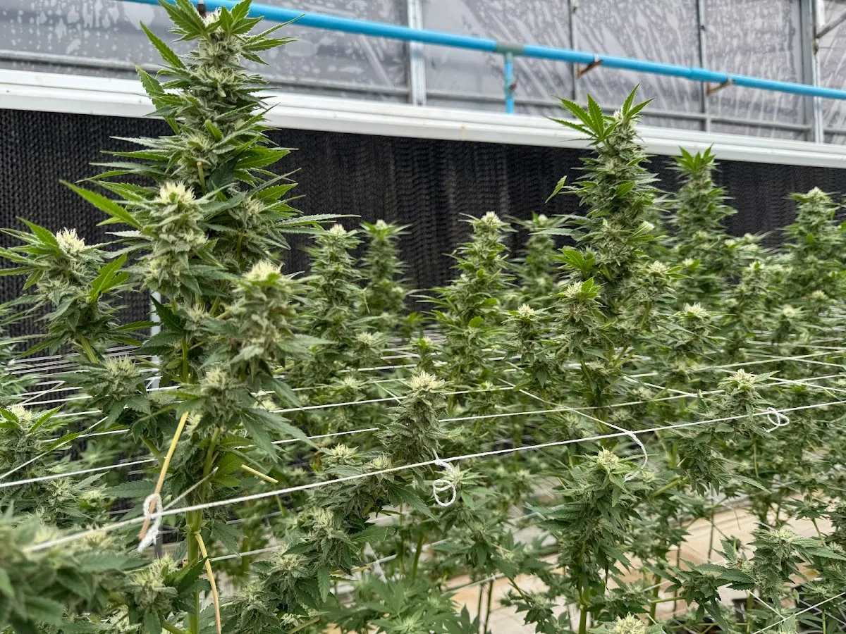 Bienestar Cannabis Farm