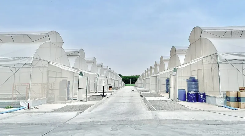 Brilliant Cannabitz Co.,Ltd.