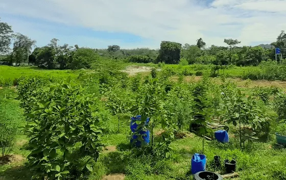 Cannabis @ Phuket Store and Delivery (กัญชาภูเก็ต)