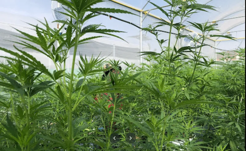 Cannabis plantation at Ban Suan Sawan, โรงปลูกกัญชา บ้านสวนสวรรค์