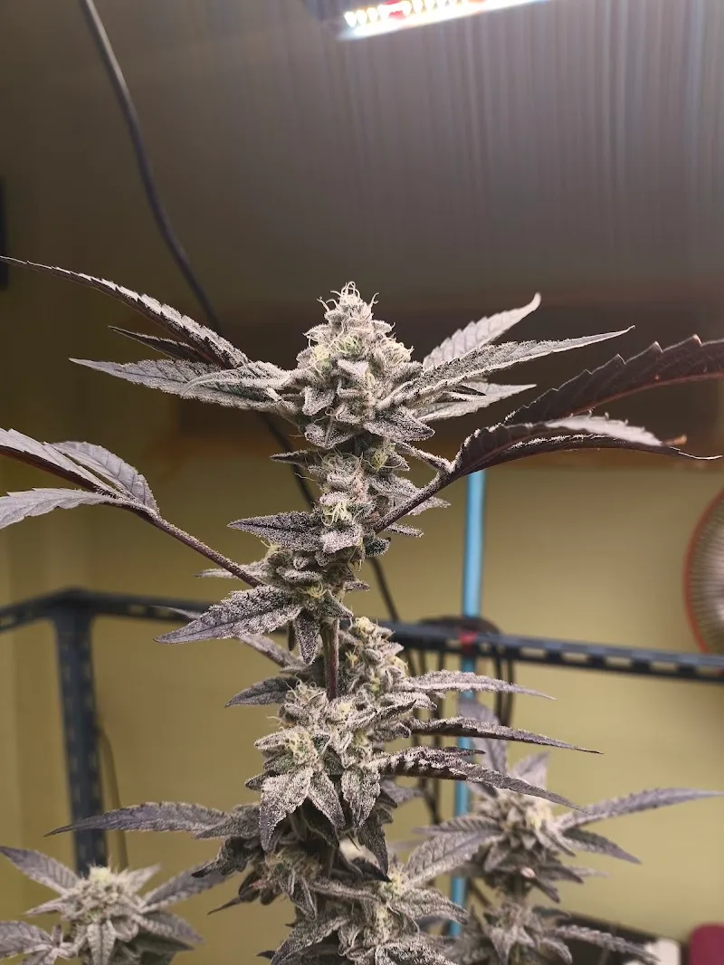 Cannabis shop by Cat Demon Farm