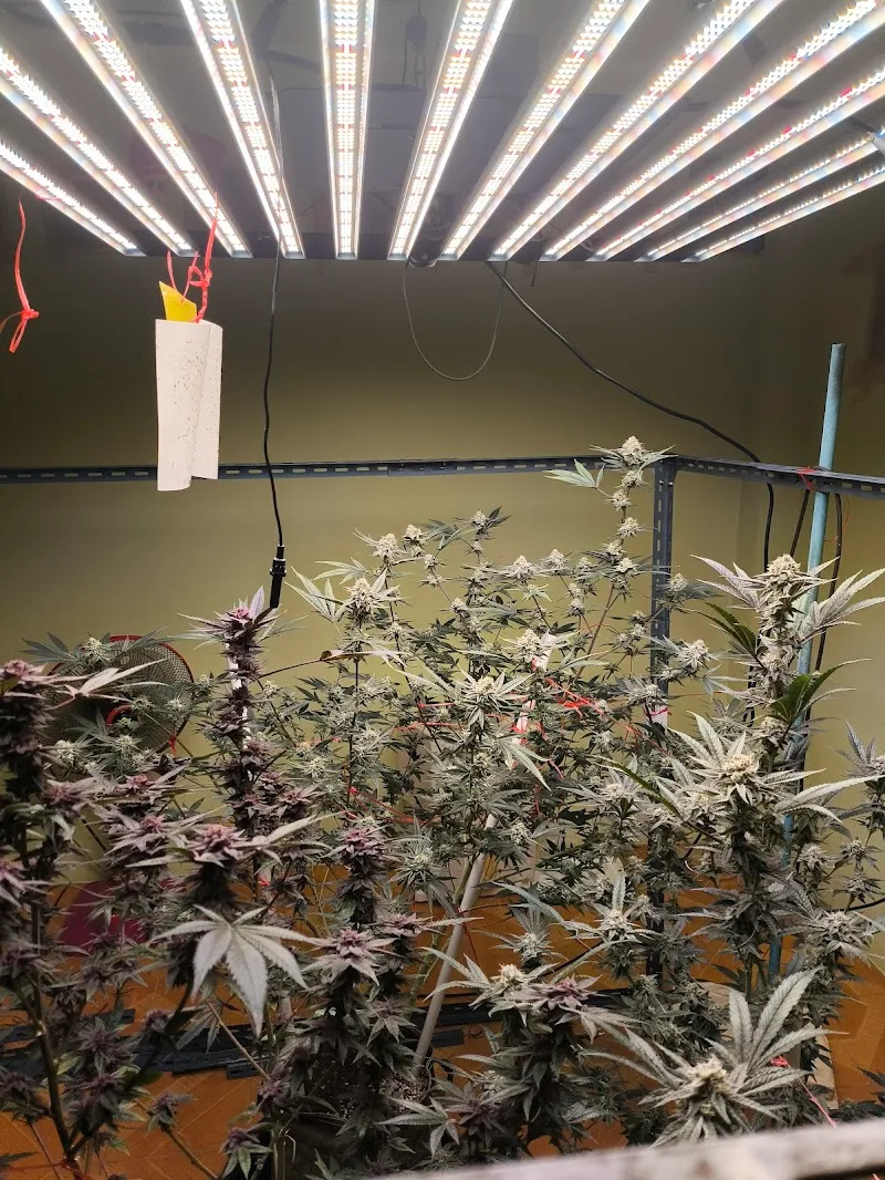 Cannabis shop by Cat Demon Farm