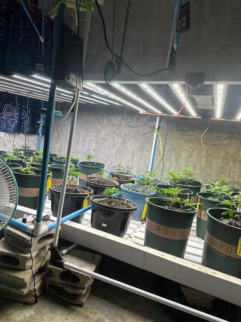 Cannabis Super Jack Farm