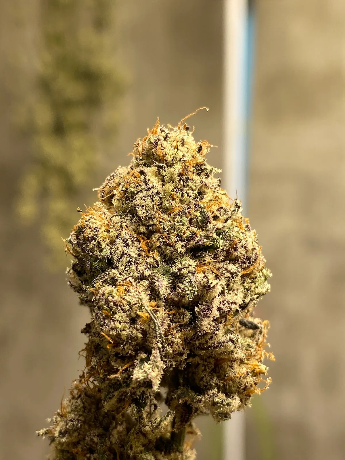 Cannabis Super Jack Farm