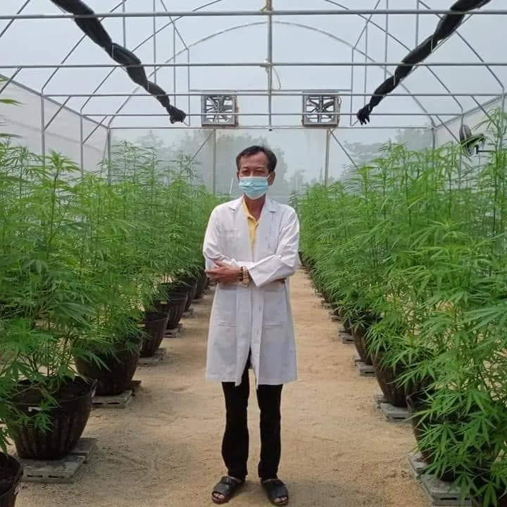 Cannabis Thabunme กัญชา ท่าบุญมี