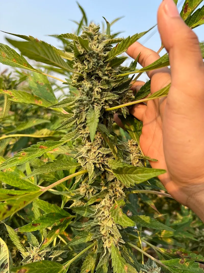 ฟาร์มกัญชา CANNABIS WARP FARM