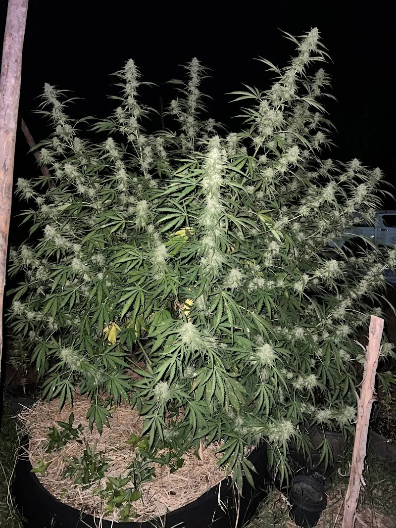 ฟาร์มกัญชา CANNABIS WARP FARM