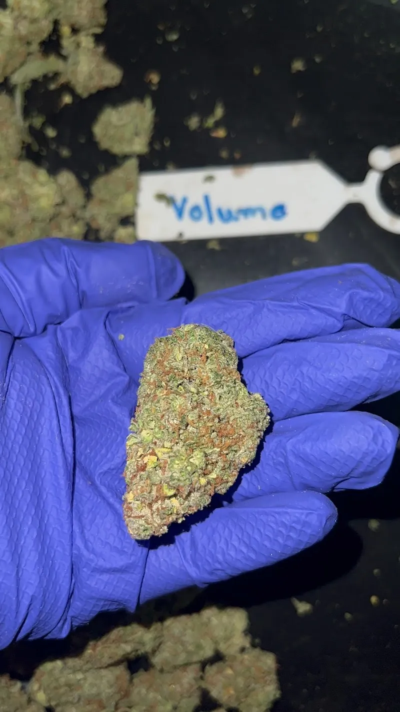 Cannabis weed 420 & J BTK “FARM” SOOK.