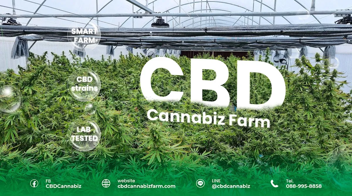 CBD Cannabis Farm