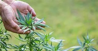 Community Enterprise, Farmer Development Group, Private Business Development วิสาหกิจชุมชน กลุ่มพัฒนาเกษตรกร พัฒนาธุรกิจเอกชน