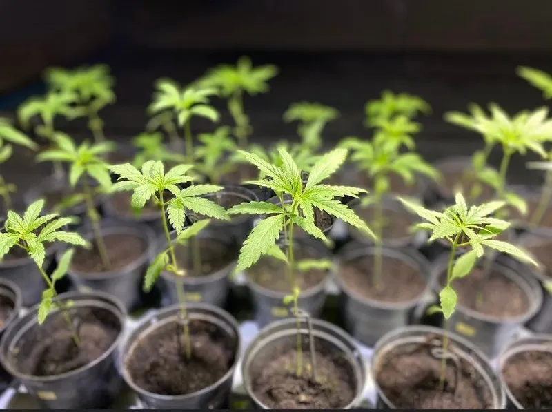 Community Enterprise for Alternative Economy Satun Provinceวิสาหกิจชุมชนเพื่อเศรษฐกิจทางเลือกจังหวัดสตูล