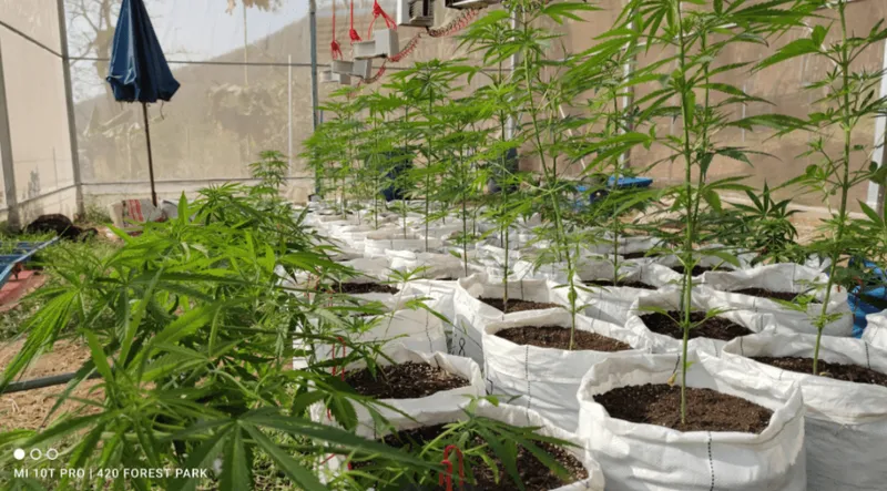 Community Enterprise Planting and Processing Non-Toxic Herbs (Uthai Thani) วิสาหกิจชุมชนปลูกและแปรรูปสมุนไพรปลอดสารพิษ (อุทัยธานี)