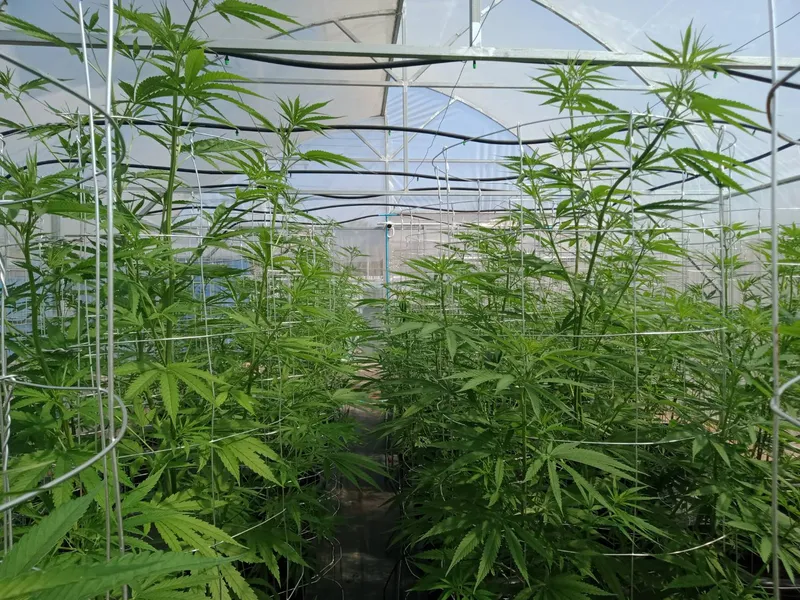 Community enterprises to grow all kinds of other herbs, intelligent, export, import, วิสาหกิจชุมชนปลูกสมุนไพรทุกชนิด ฉลาด ส่งออก นำเข้า