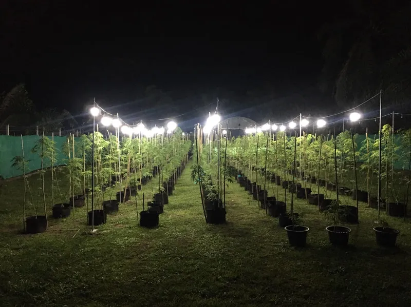 Diamond Herb Enterprise วิสาหกิจชุมชนเพชรสมุนไพรชุมพร (ชุมพร)