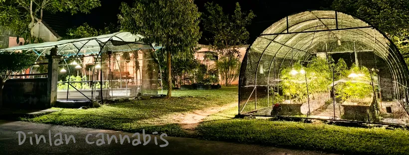 Dinlan Cannabis