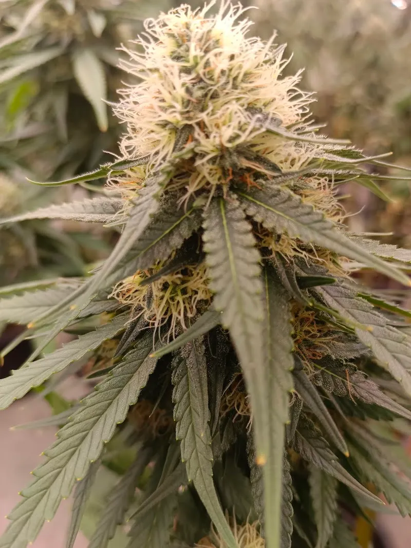EXTRA CANNABIS CO.,LTD บริษัท เอ็กซ์ตร้า แคนนาบิส จำกัด