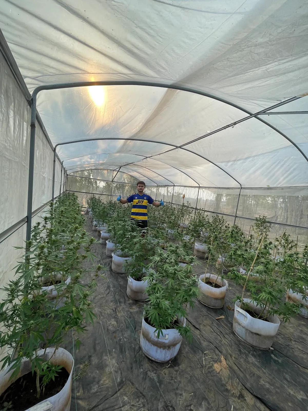 FA FARM CANNABIS สาขา2