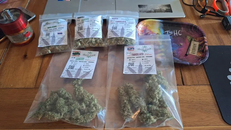 Hemp Zone Thailand (Cannabis Farm & Shop)