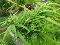 Herbal Community Enterprise for Trade วิสาหกิจชุมชนสมุนไพรเพื่อการค้า