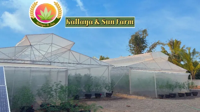 Kallaya & Sun Farm (Cannabis)