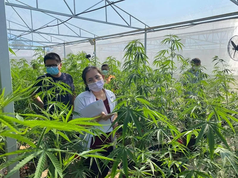 Kallaya & Sun Farm (Cannabis)