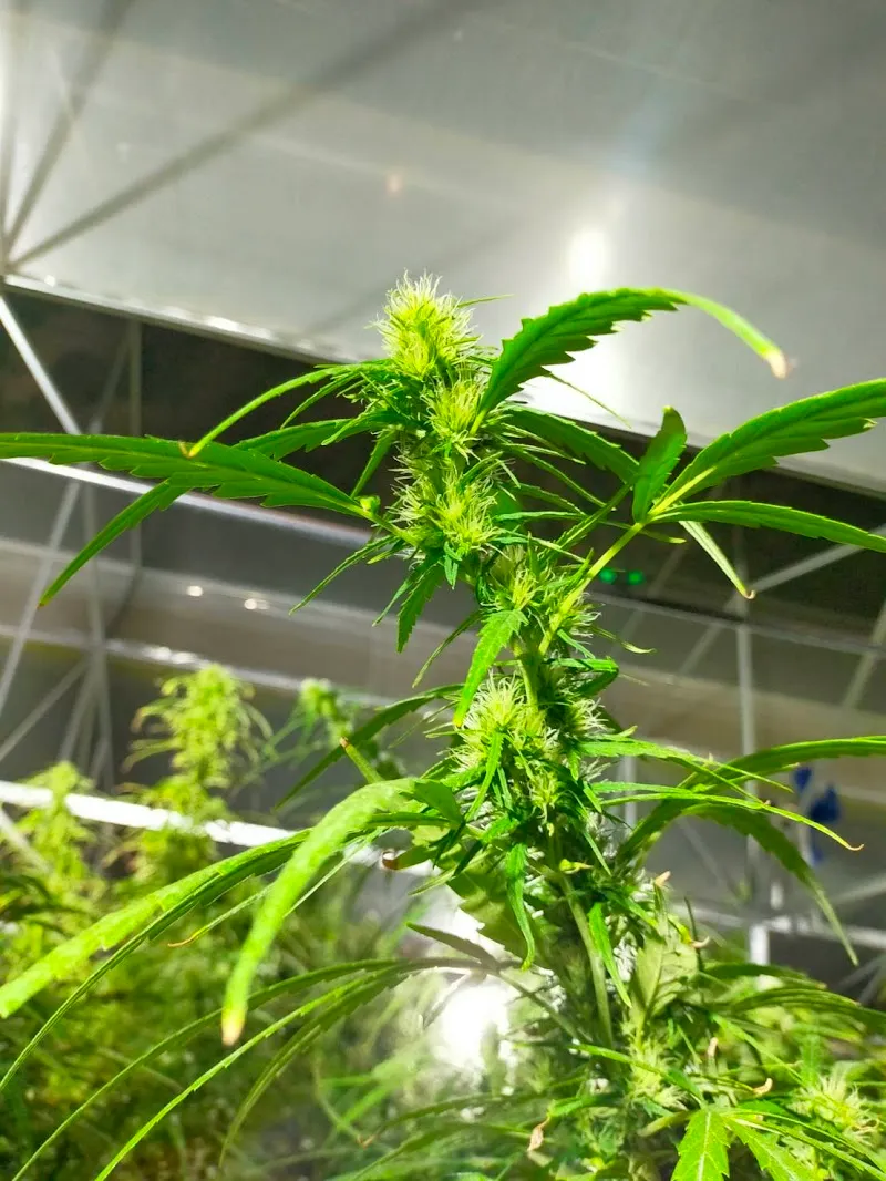 Kallaya & Sun Farm (Cannabis)