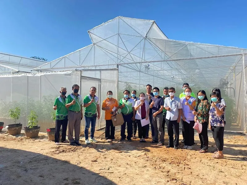 Kallaya & Sun Farm (Cannabis)