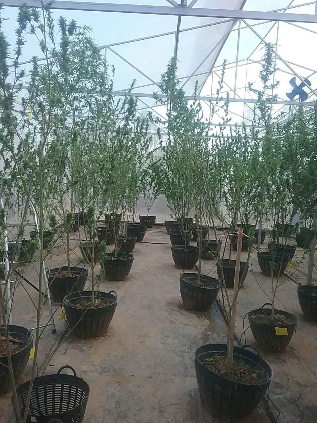 Kallaya & Sun Farm (Cannabis)