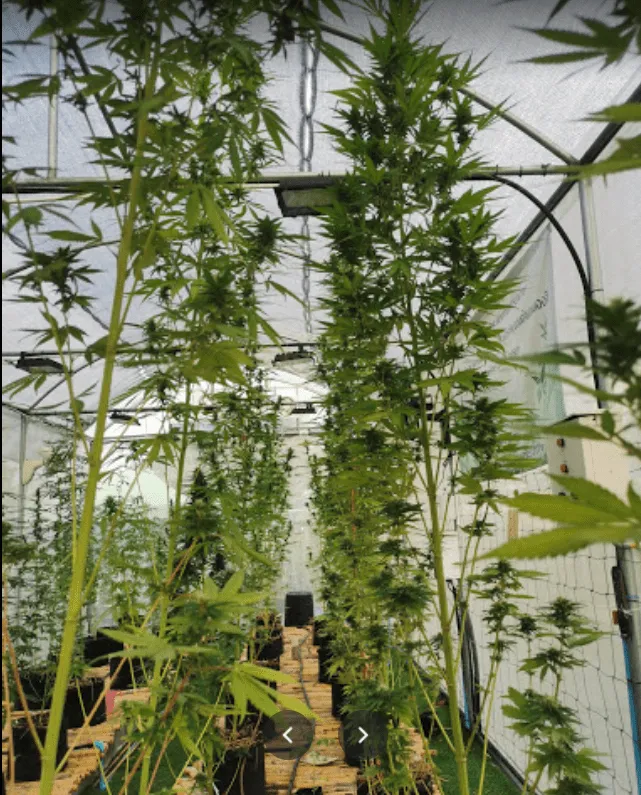 Khlong Chik Subdistrict Community Enterprise วิสาหกิจชุมชนตำบลคลองจิก