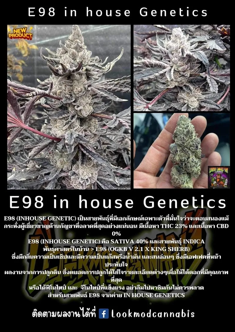 Lookmod cannabis farm Chaiya