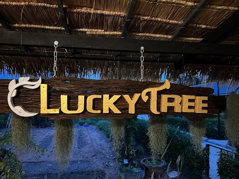 สวนกัญชาเกรดพรีเมียม (LuckyTree Farm & Dispensary)