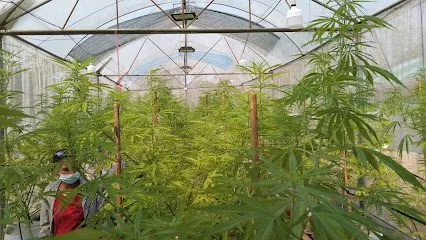 Medical cannabis farm, Phanom Rok Subdistrict ฟาร์มกัญชาทางการแพทย์ ตำบลพนมรอก