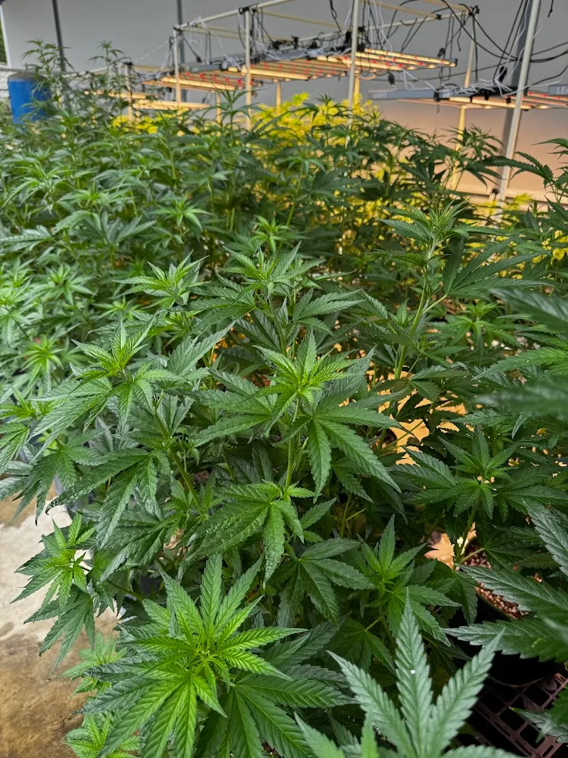 MR.T Cactus&Cannabis farm